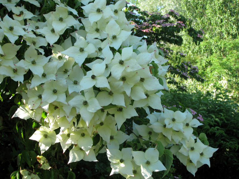 Cornus kousa Milky Way