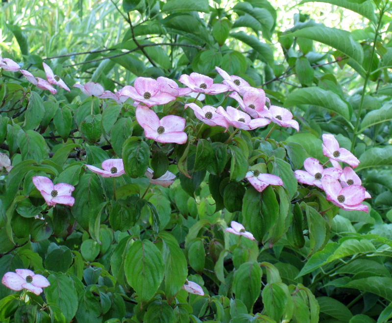 Cornus kousa 'Satomi'