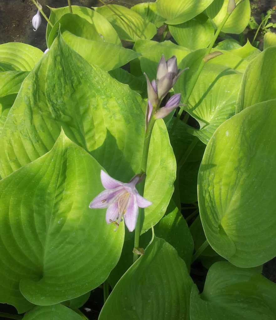 hosta sum and substance