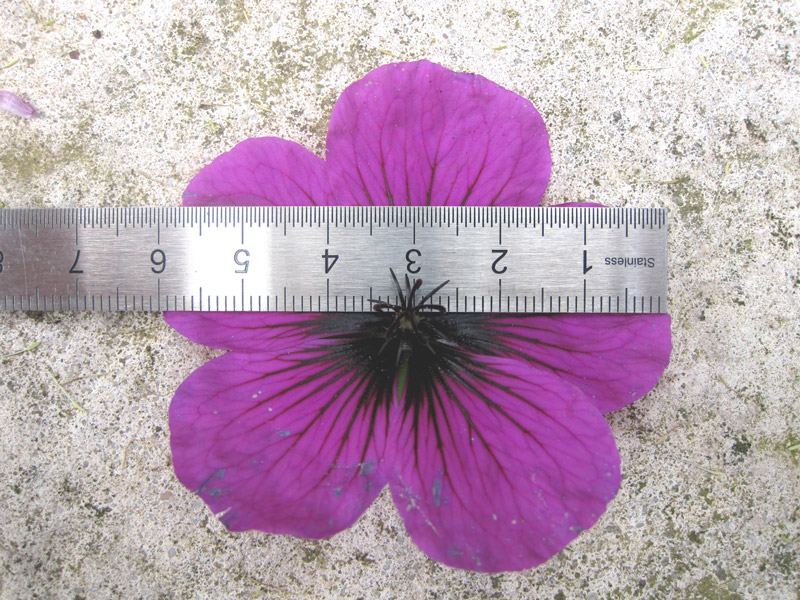 Geranium 'Dragon Heart' echellepermettant d'apprécier la taille de la fleur