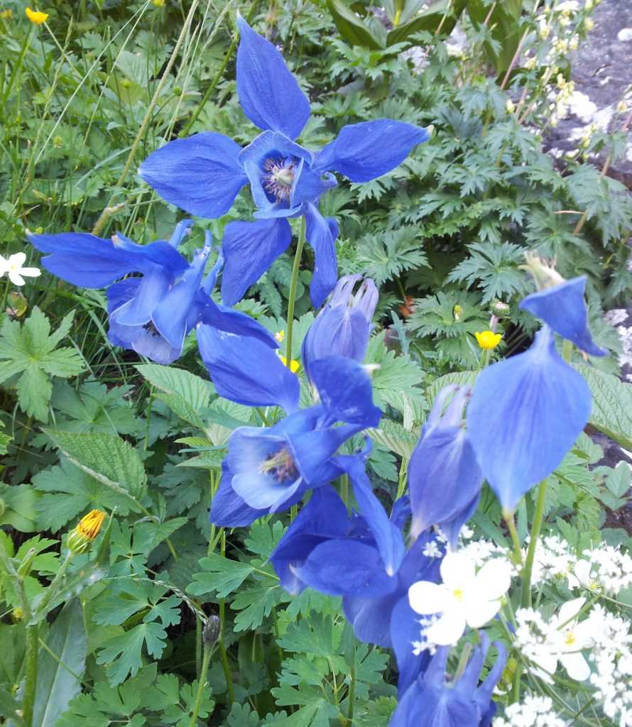 Aquilegia-alpina-ancolie-des-alpes