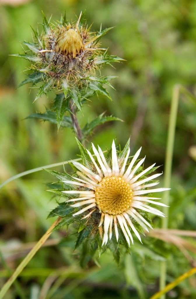 Carlina vulgaris