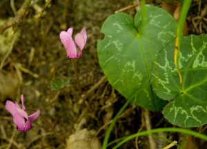 Cyclamen purpurascens