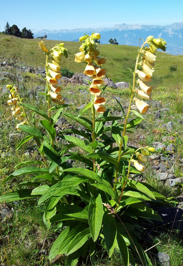 Digitalis lutea (1)