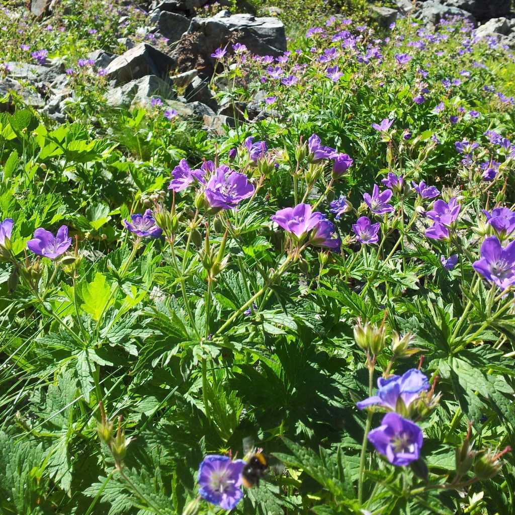 Geranium sylvaticum