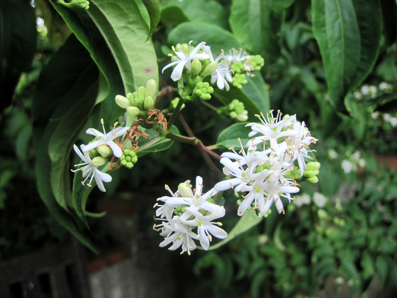 Heptacodium miconoides en fleurs