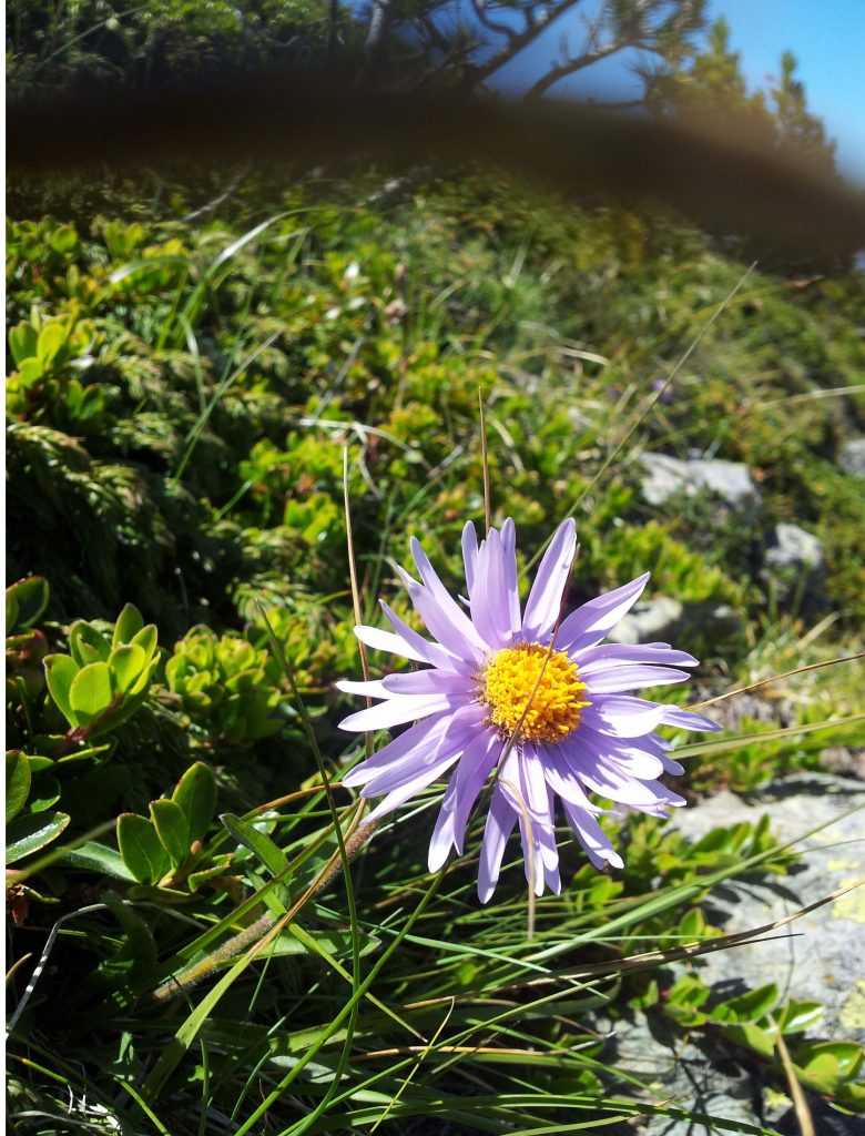 aster des alpes