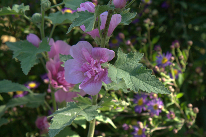 Alcalthaea Parkrondell, possède des fleurs doubles, rose-mauve