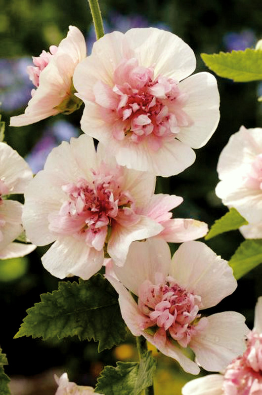 Magnifiques fleurs rose pâle semi-double à coeur frisoté, grenat clair.
