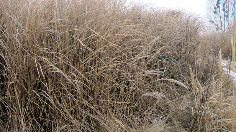 Miscanthus sinensis en hiver