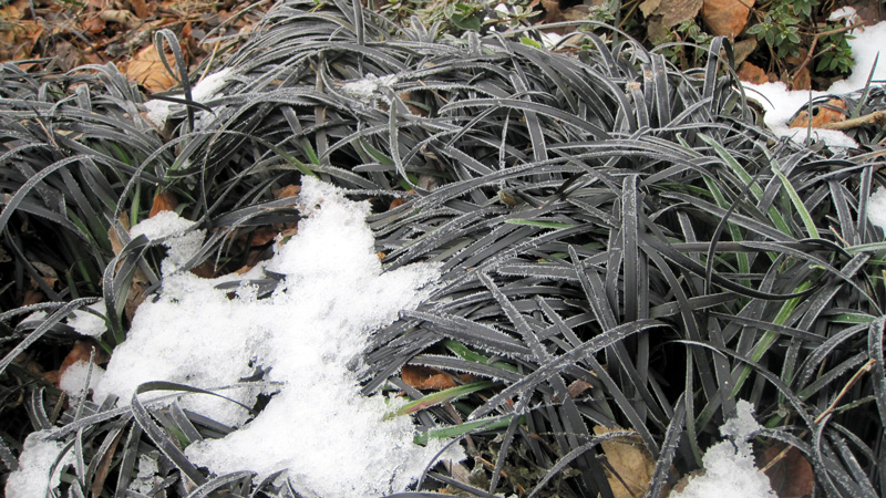 De la neige recouvre le feuillage noir ébène de l'Ophiopogon planiscapus 'Nigrescens'