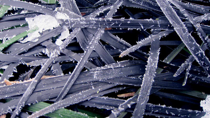 Feuillage d'Ophiopogon planiscapus 'Nigrescens' en hiver