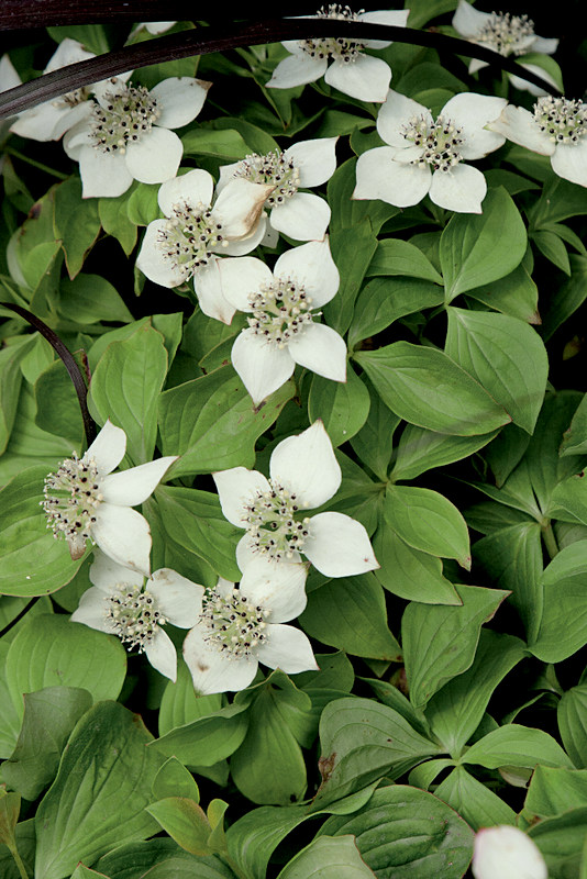 Cornus du Canada à fleurs blanches.