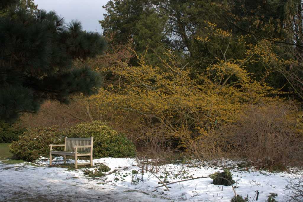 Hamamelis pallida