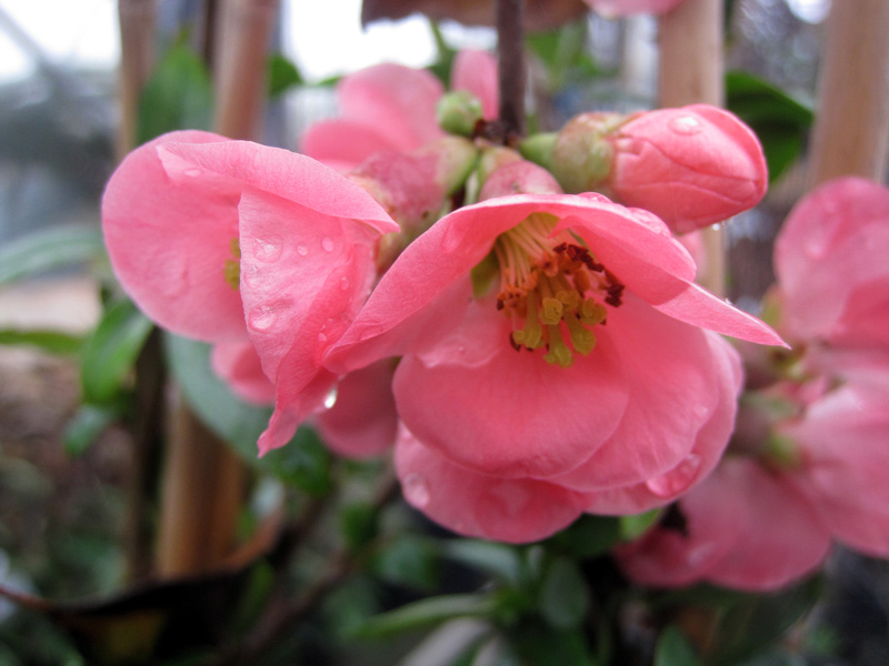 Chaenomeles speciosa Eximia