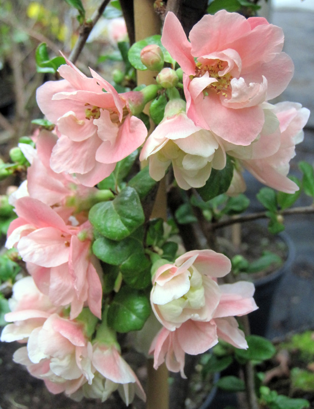 Chaenomeles speciosa Falconnet Charlet