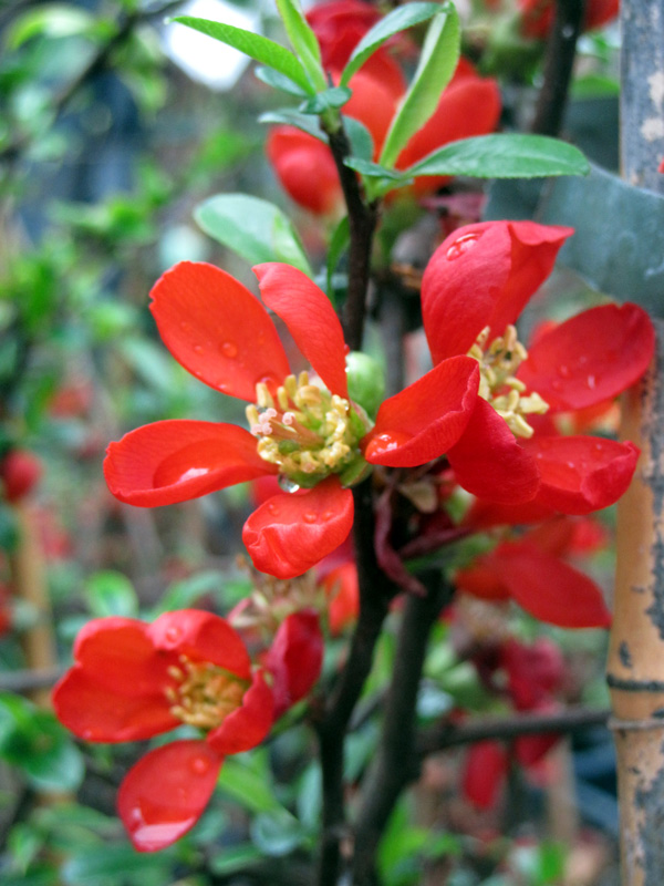 Chaenomeles speciosa Hot Fire