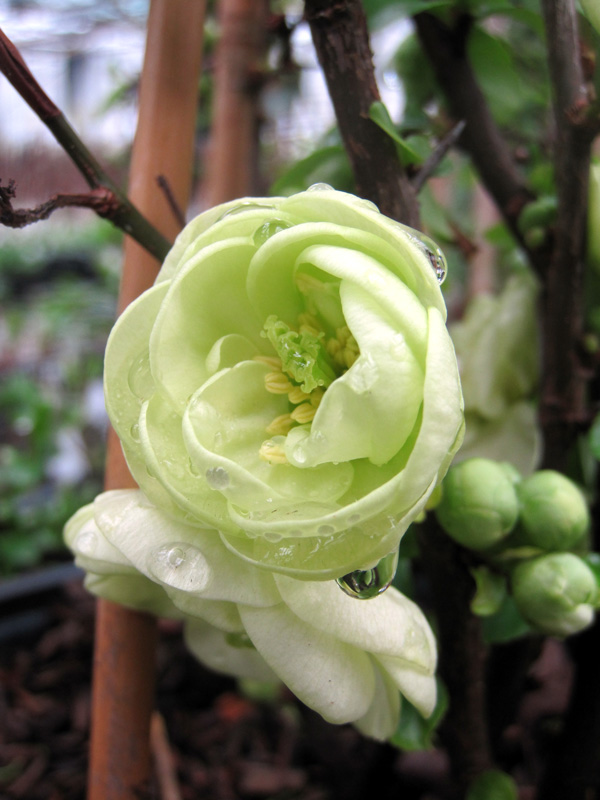 Chaenomeles speciosa Kinshiden