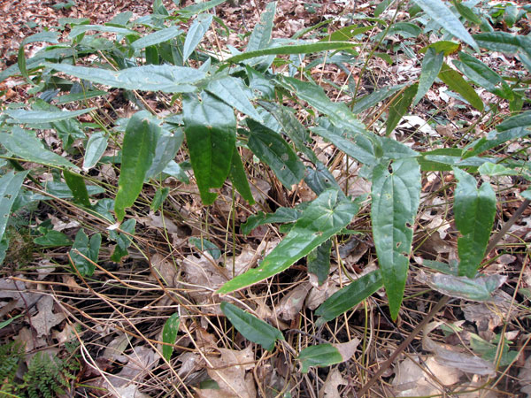 Epimedium fargesii