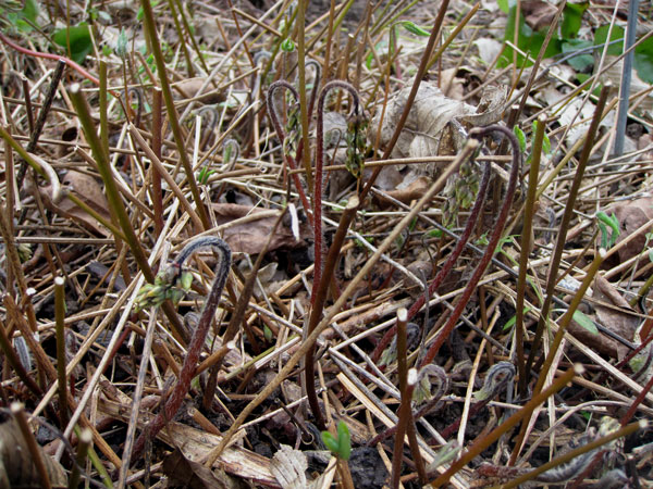 Jeunes inflorescences d'Epimedium (x) vercicolor Sulphureum