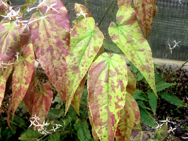 Epimedium pubescens