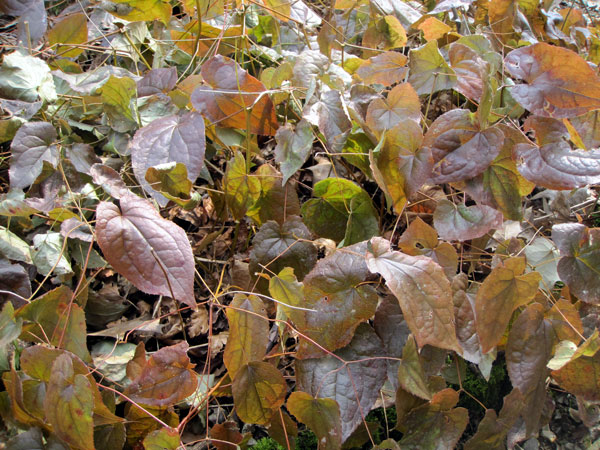 Epimedium perralchicum Frohnleiten