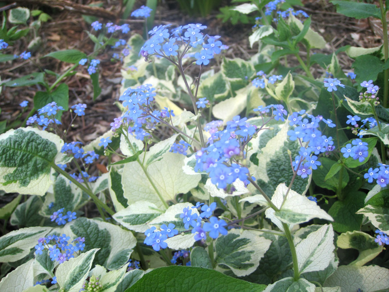 Brunnera macrophylla Variegata