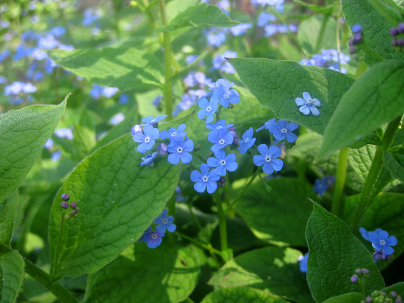 Brunnera macrophylla