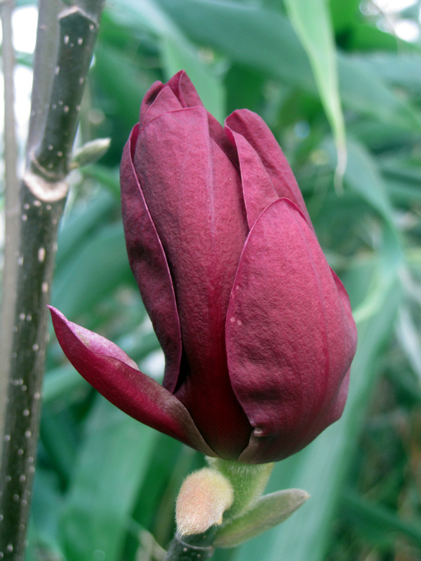 Magnolia Genie en bouton