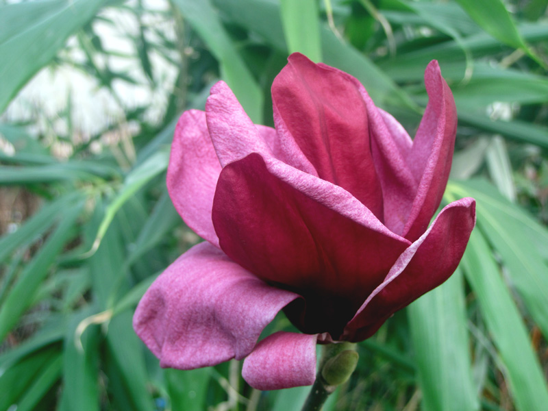 Magnolia Genie, fleurs rouge lie de vin