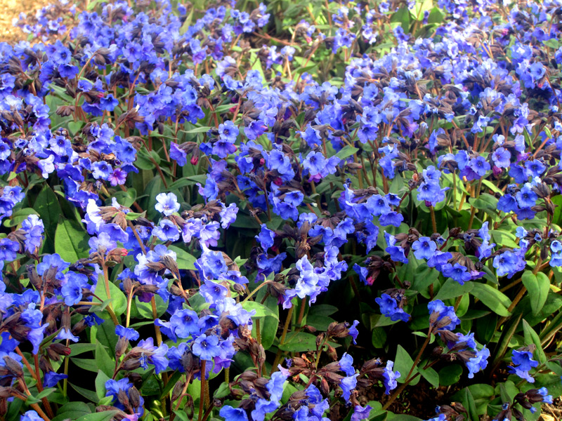 Pulmonaria Blue Ensign