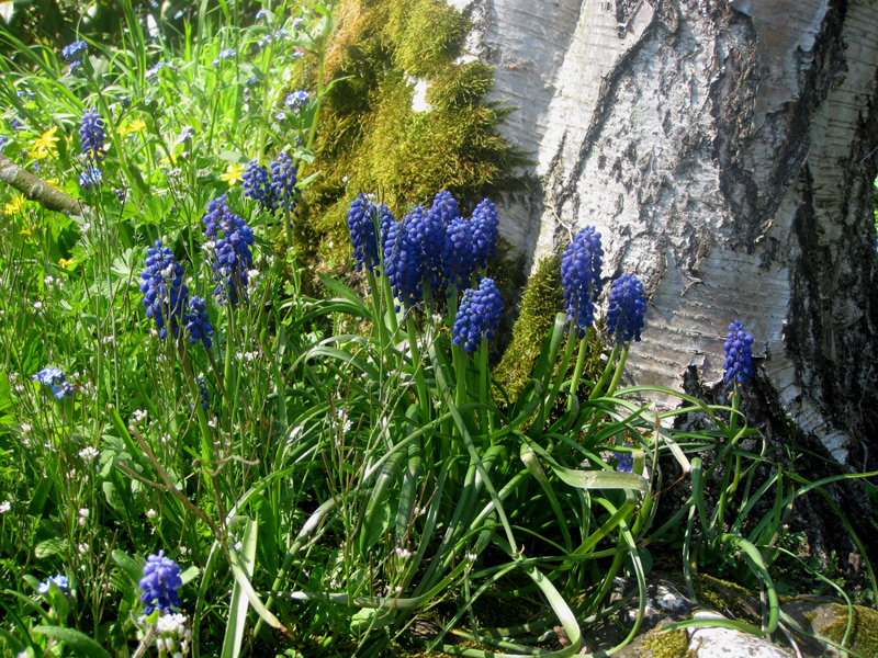 Muscari latifolium