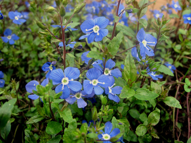 Veronica umbrosa Georgia Blue