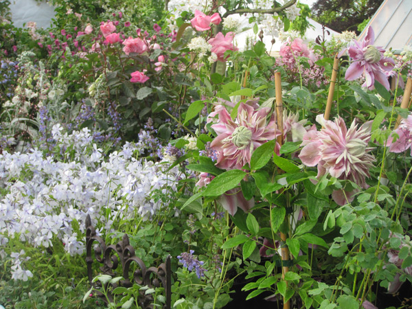 Clematite Joséphine en mélange avec le Phlox divaricata White Perfume