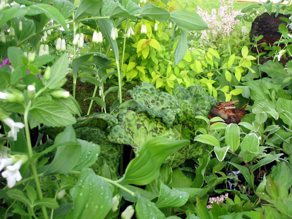 Polygonatum commutatum connu aussi sous le nom de Sceau de Salomon, en mélange avec l'étrange feuillage marbré du Podophyllum Spotty Dotty, présenté ici pour la première fois