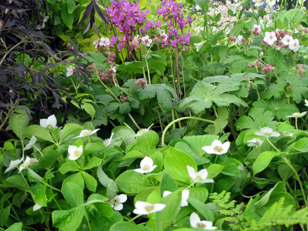 En premier plan la floraison lumineuse et originale du Cornus canadensis, suivi du Geranium macrorrhizum Spessart avec au fond la floraison intense du Dodecatheon (x) meadia