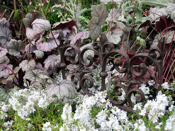 Hosta Sugar Plum en mélange avec la Veronica prostrata Alba