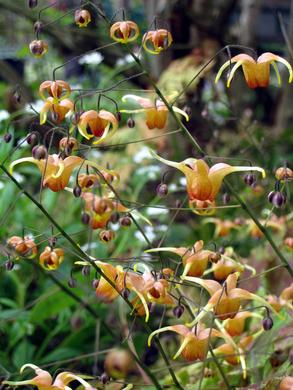 Epimedium Amber Queen en fleur