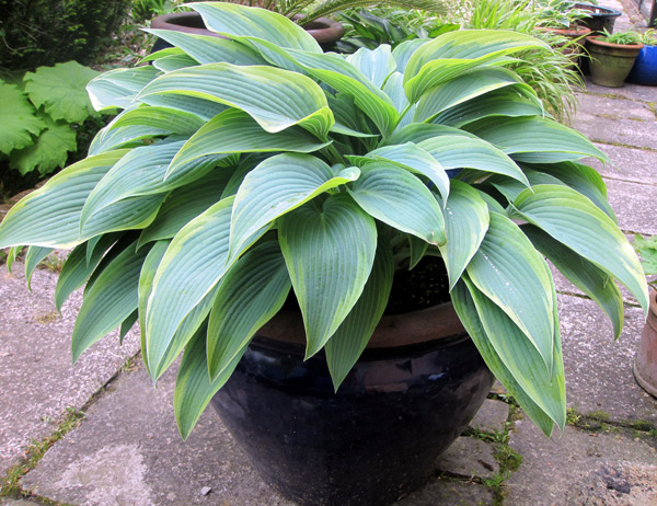 Hosta dans un gros pot bombé