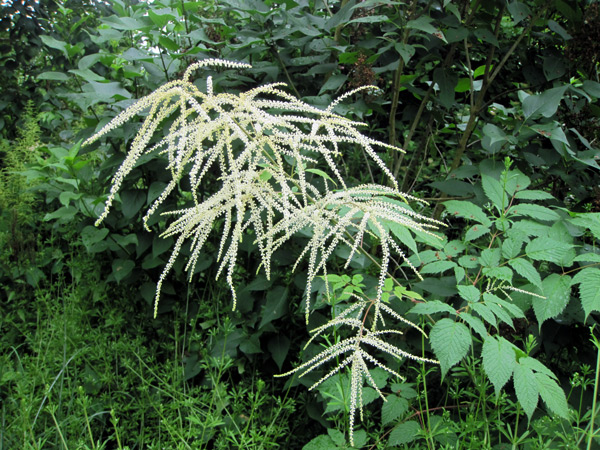 Inflorescence femelle de l'Aruncus dioicus