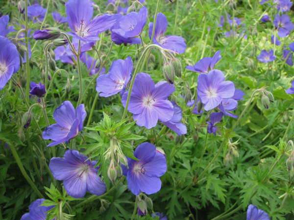 Floraison du Geranium Johnson's Blue