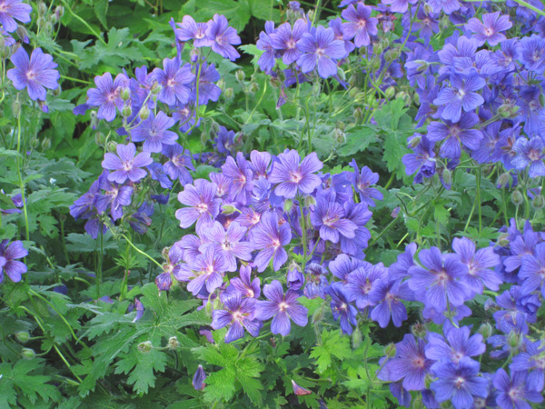 Floraison du Geranium (x) magnificum