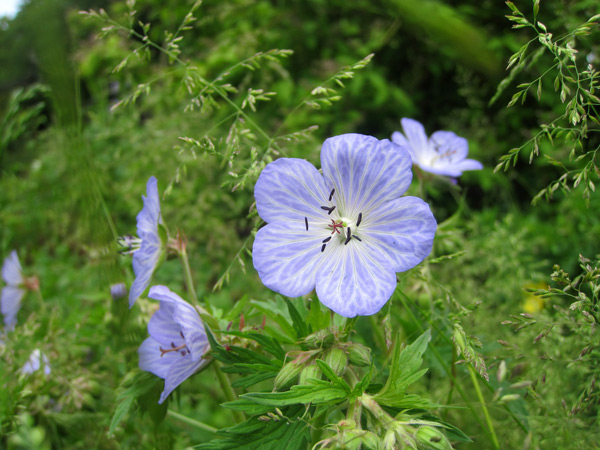 Floraison du Geranium pratense Mrs Kendall Clark