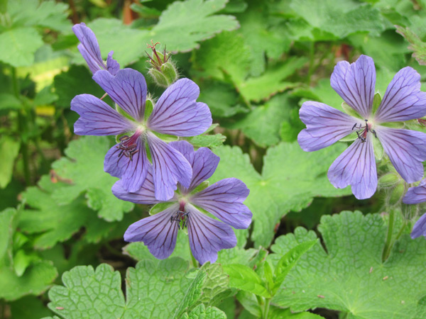 Floraison du Geranium Philippe Vapelle 