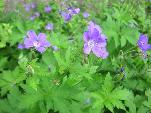 Floraison du Geranium sylvaticum