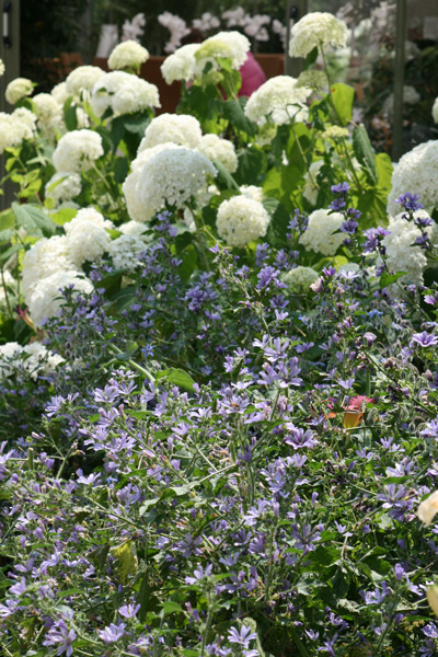 Joli mélange de l'Hydrangea 'Annabelle' et Malva sylvestris