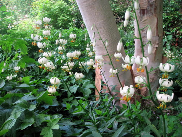 Fleurs du Lis martagon Album