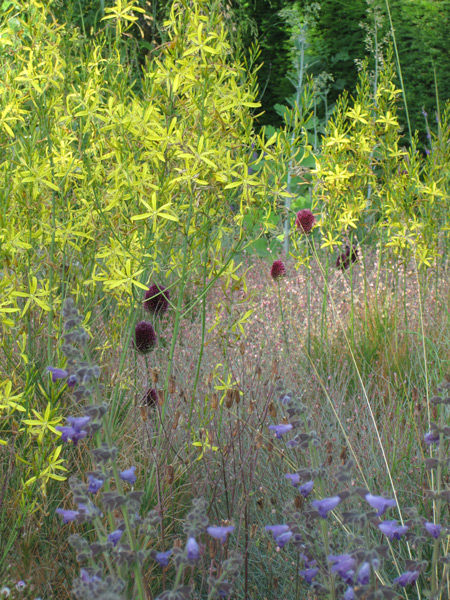 Les Allium sphaerocephalon en fleurs avec l'Asphodeline liburnica