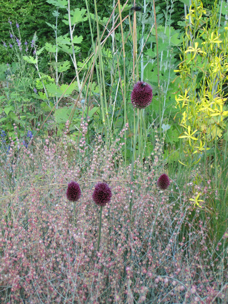 Allium sphaerocephalon