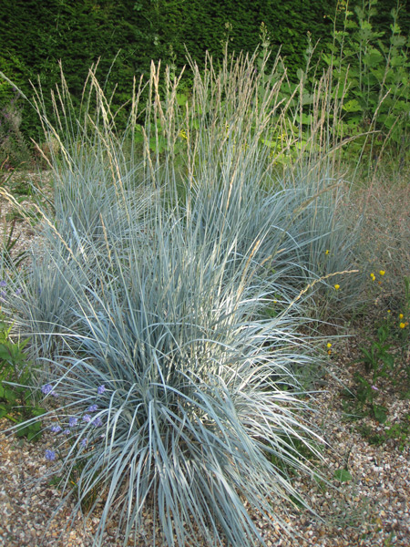 Elymus magellanicus